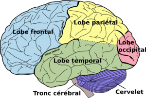 régions du cerveau importantes pour les découvertes en neurosciences