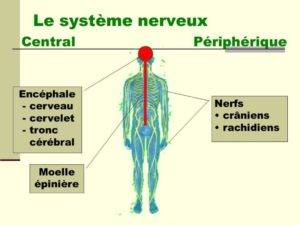 systeme central et périphérique important dans les découvertes en neurosciences